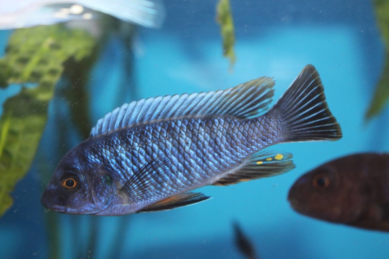 Labeotropheus fuelleborni 'Thumbi West Island'